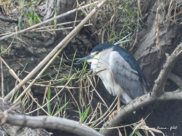 Nitticora  - Nicola Romeo Arena