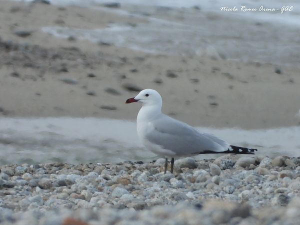 Gabbiano corso  - Nicola Romeo Arena