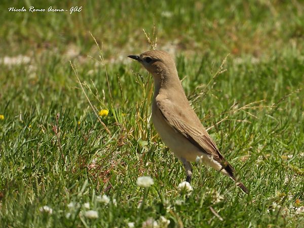 Culbianco isabellino  - Nicola Romeo Arena