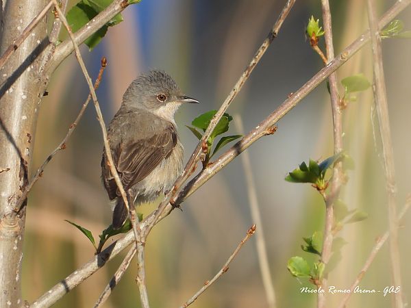 Bigiarella  - Nicola Romeo Arena