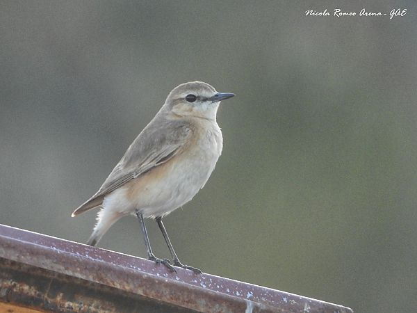Culbianco isabellino  - Nicola Romeo Arena