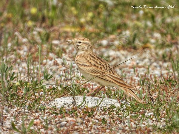 Calandrella  - Nicola Romeo Arena