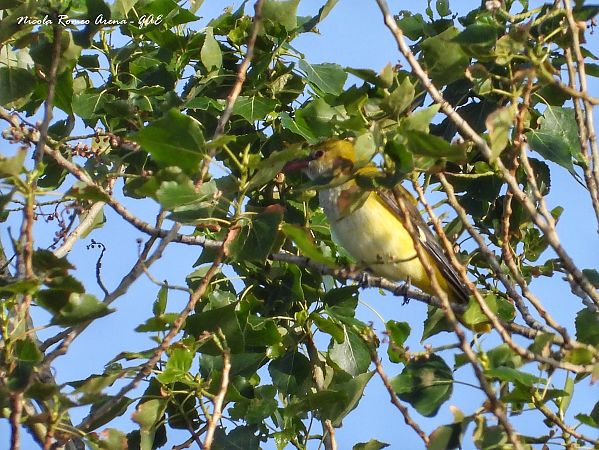 Rigogolo  - Nicola Romeo Arena