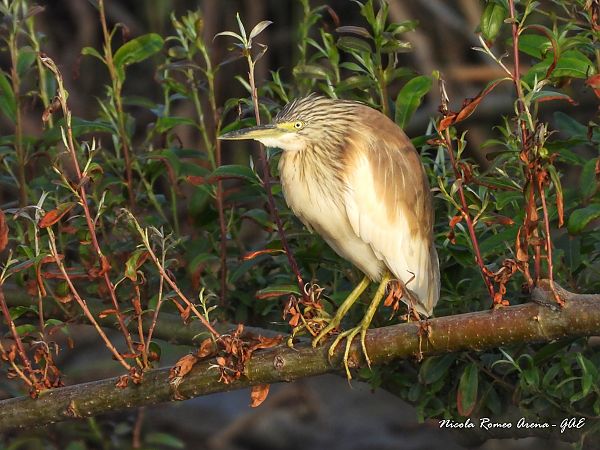 Sgarza ciuffetto  - Nicola Romeo Arena