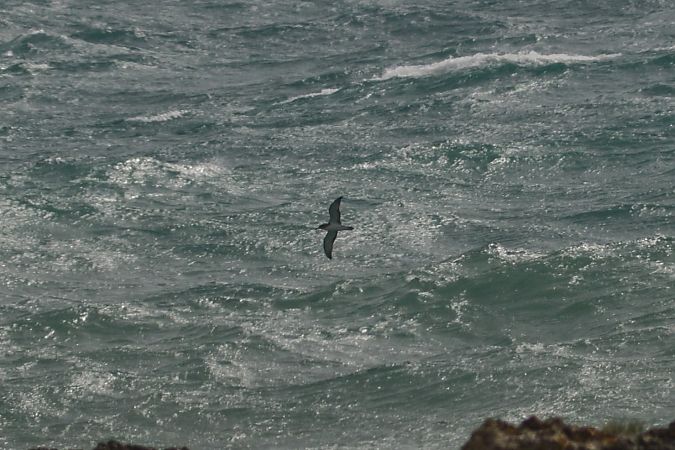 Berta maggiore  - Riccardo Errico