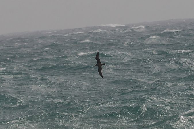 Berta maggiore  - Riccardo Errico