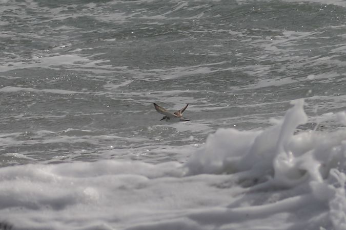 Fratino  - Riccardo Errico