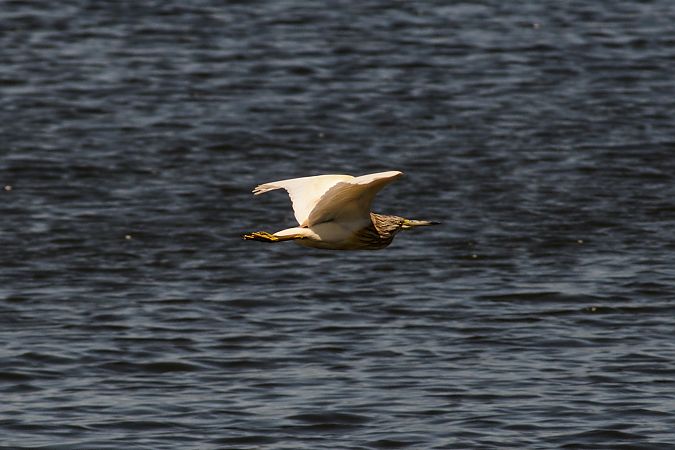 Sgarza ciuffetto  - Riccardo Errico