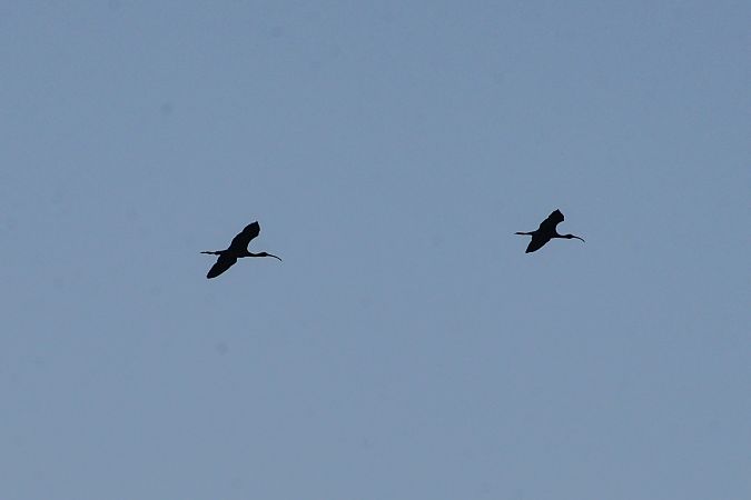 Mignattaio  - Riccardo Errico