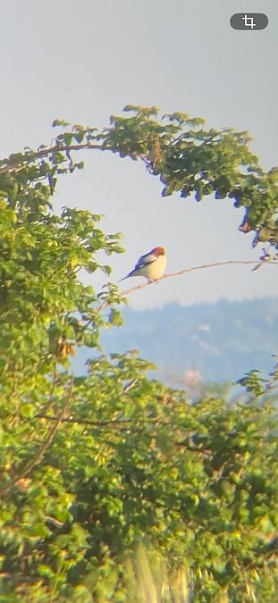 Averla capirossa  - Alessandro Maranzana