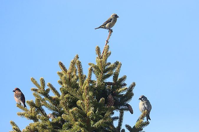 Crociere  - Christian Kofler