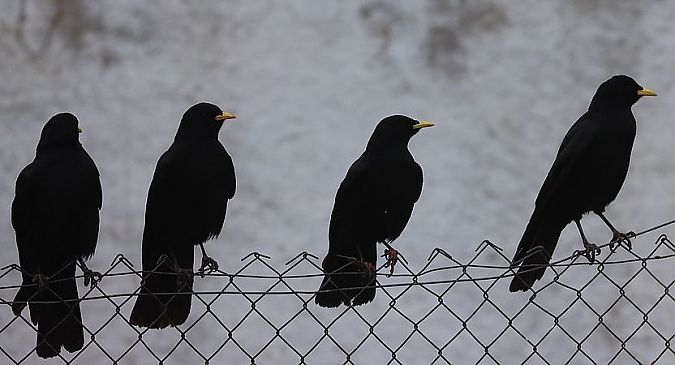 Gracchio alpino  - Christian Kofler