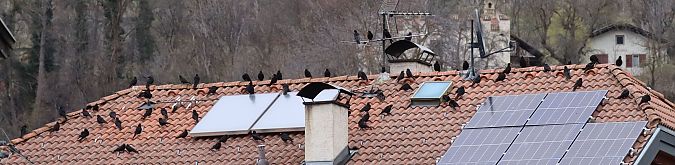 Gracchio alpino  - Christian Kofler