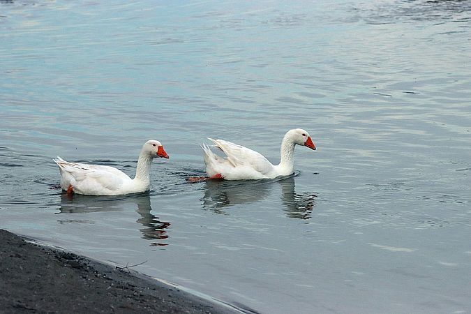 Oca domestica  - Christian Kofler