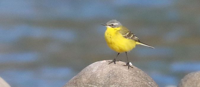 Cutrettola  - Christian Kofler