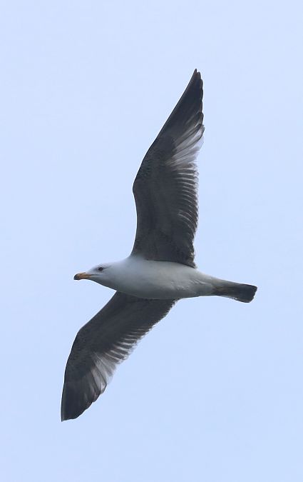 Gabbiano reale  - Christian Kofler