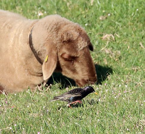 Storno  - Christian Kofler