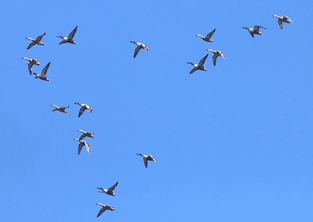 Mestolone  - Christian Kofler