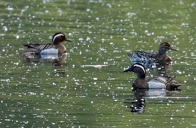 Marzaiola  - Christian Kofler