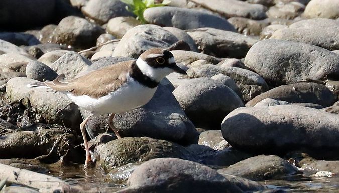 Corriere piccolo  - Christian Kofler