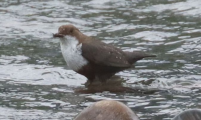 Merlo acquaiolo  - Christian Kofler