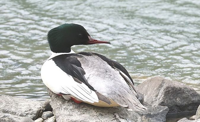 Smergo maggiore  - Christian Kofler