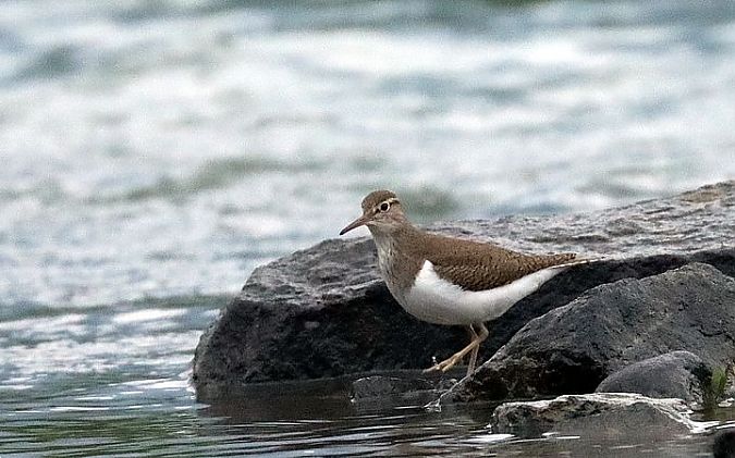 Piro-piro piccolo  - Christian Kofler