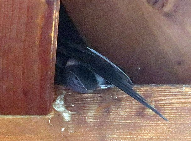 Rondone codaforcuta  - Christian Kofler