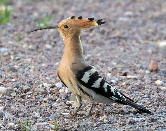 Upupa  - Christian Kofler