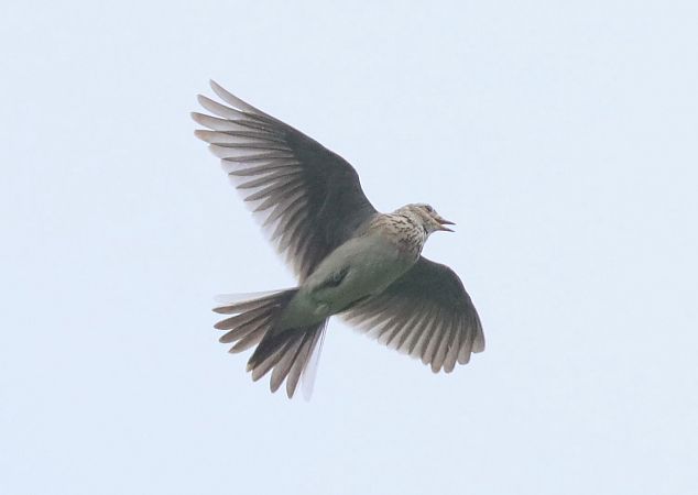 Allodola  - Christian Kofler