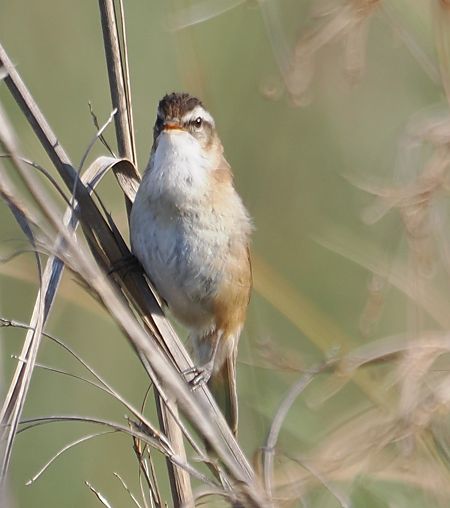 Forapaglie castagnolo  - Giovanni Gianelli