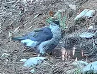 Astore  - Giovanni Gianelli