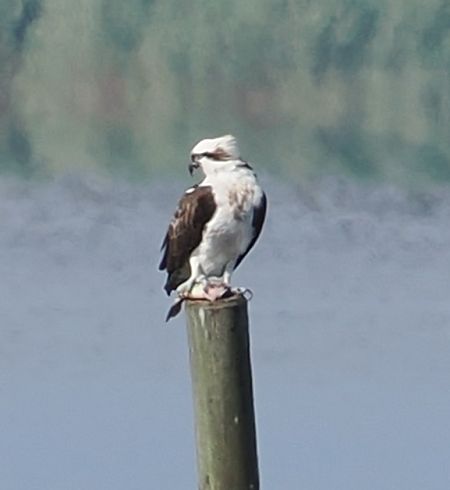 Falco pescatore  - Giovanni Gianelli