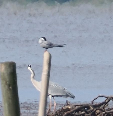 Mignattino piombato  - Giovanni Gianelli