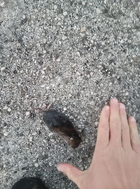 Arvicola sp.  - Giulio Pasinetti (FVG)