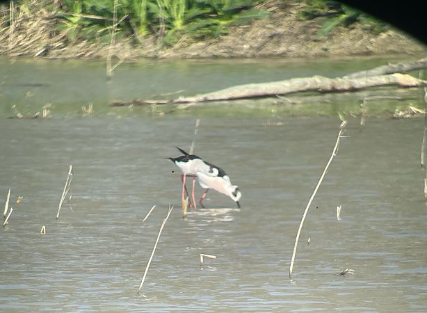 Cavaliere d'Italia  - Davide Aldi