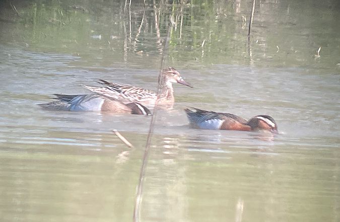 Marzaiola  - Davide Aldi