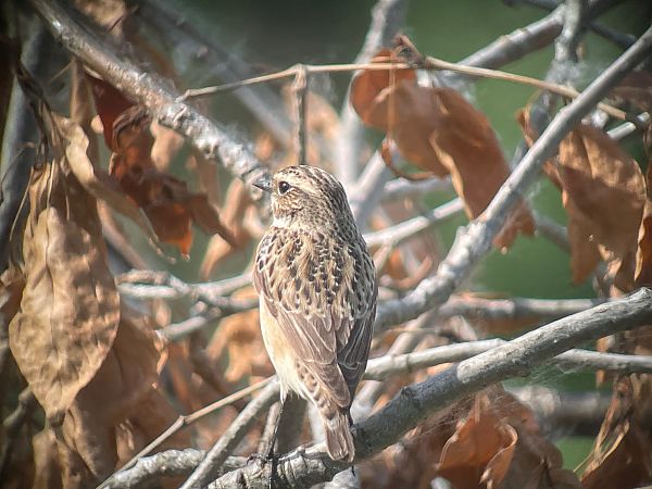 Stiaccino  - Davide Aldi