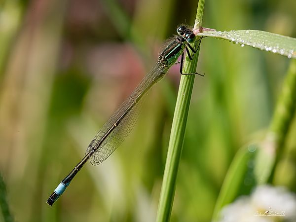 Ischnura elegans  - Barlotti Andrea