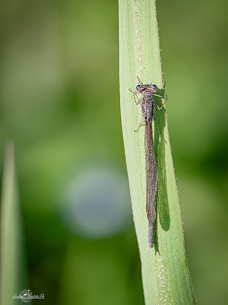 Sympecma fusca  - Barlotti Andrea
