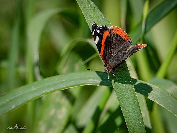 Vanessa atalanta  - Barlotti Andrea
