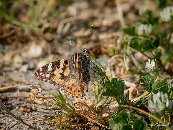 Vanessa cardui  - Barlotti Andrea