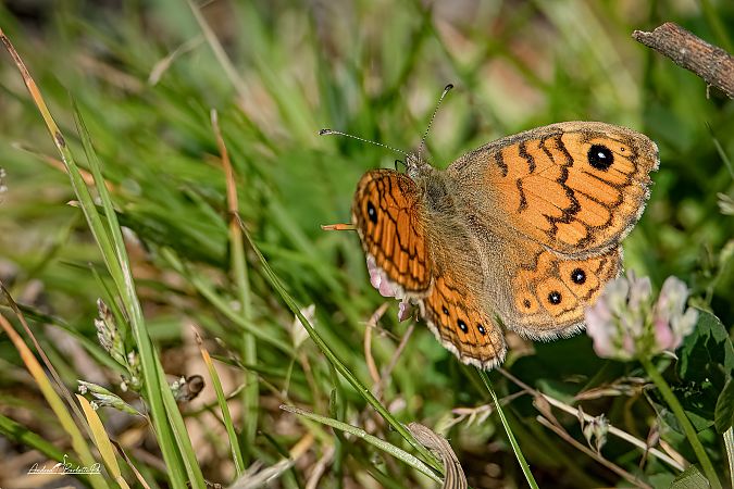 Lasiommata megera  - Barlotti Andrea
