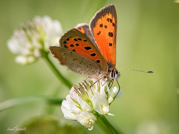 Lycaena phlaeas  - Barlotti Andrea