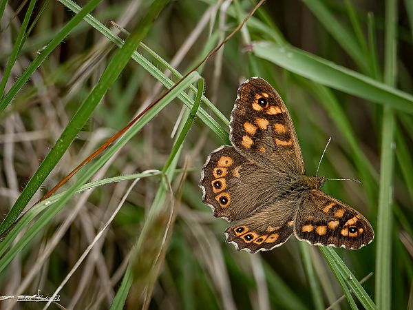 Pararge aegeria  - Barlotti Andrea