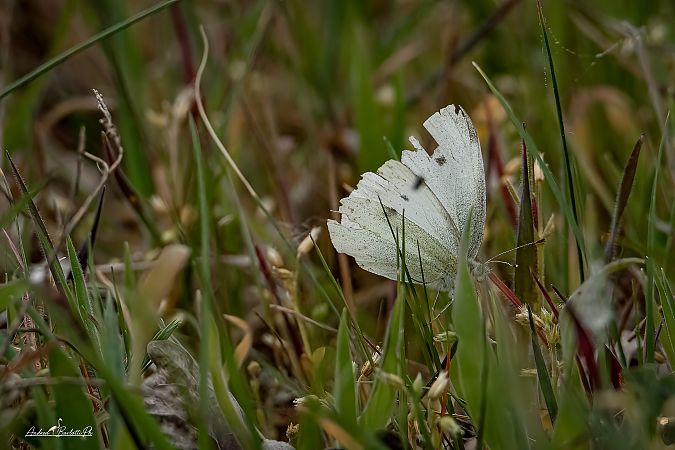 Pieris napi  - Barlotti Andrea