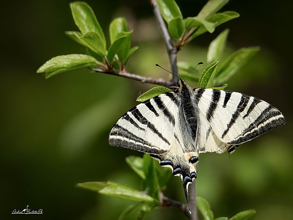 Iphiclides podalirius  - Barlotti Andrea