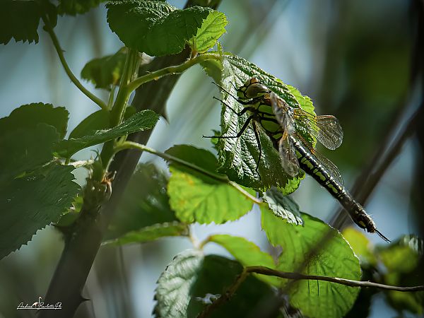 Brachytron pratense  - Barlotti Andrea