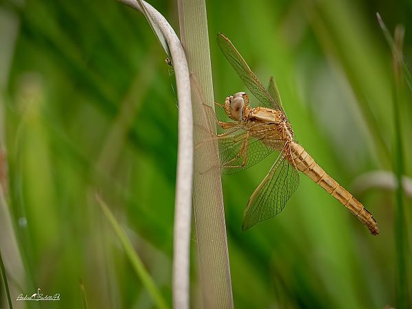 Crocothemis erythraea  - Barlotti Andrea