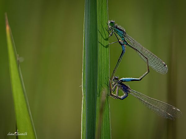 Ischnura elegans  - Barlotti Andrea